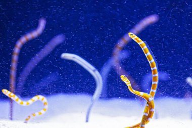 Bright water worms in aquarium , blue background clipart