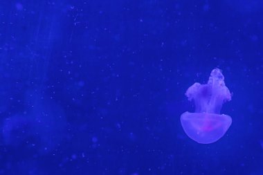 Mavi arka planda parlak pembe denizanası