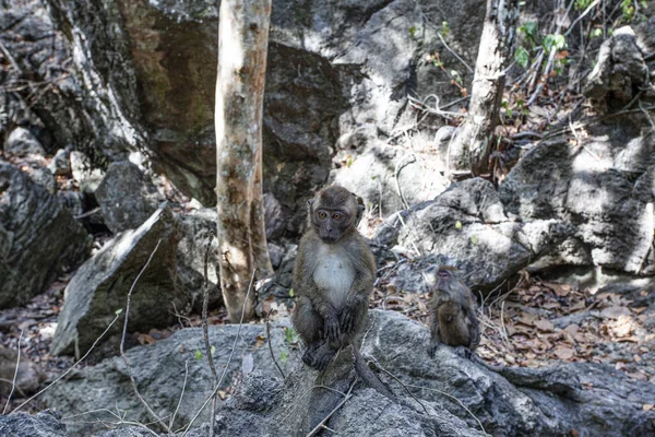 Viele Affen Auf Den Wurzeln Der Bäume Den Mangrovenwäldern Der — Stockfoto