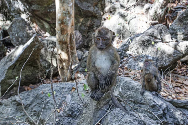 Veel Apen Aan Wortels Van Bomen Mangrove Bossen Langkawi Eilanden — Stockfoto