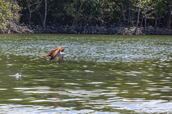 Eagles Feeding Mangrove Forest Langkawi Island Malaysia — Stock Photo, Image