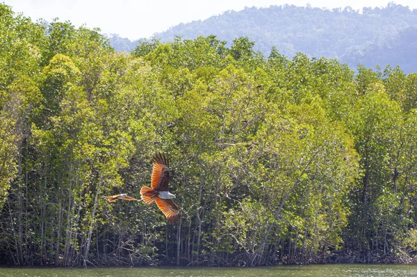 Eagles feeding near the Mangrove forest in Langkawi island, Malaysia