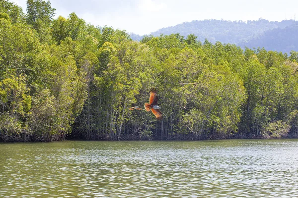 Eagles Feeding Mangrove Forest Langkawi Island Malaysia — Stock Photo, Image