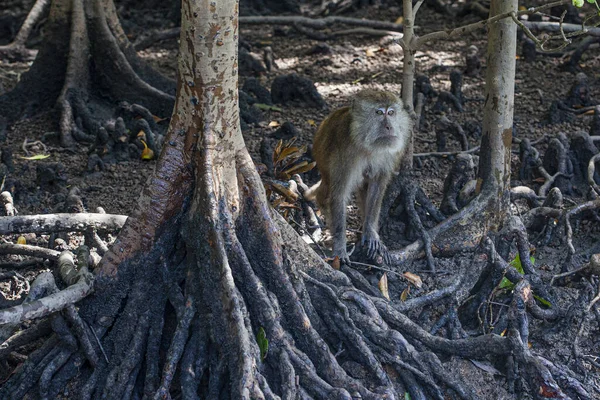 Veel Apen Aan Wortels Van Bomen Mangrove Bossen Langkawi Eilanden — Stockfoto