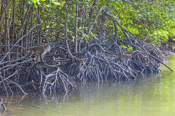 Muitos Macacos Nas Raízes Das Árvores Nas Florestas Manguezais Ilhas — Fotografia de Stock