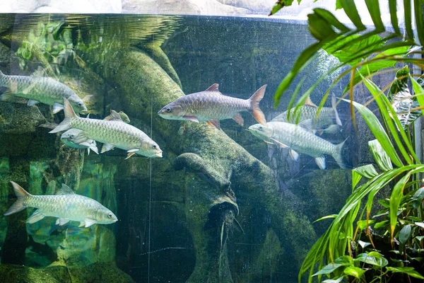 マレーシアのランカウイ島にある水族館 — ストック写真