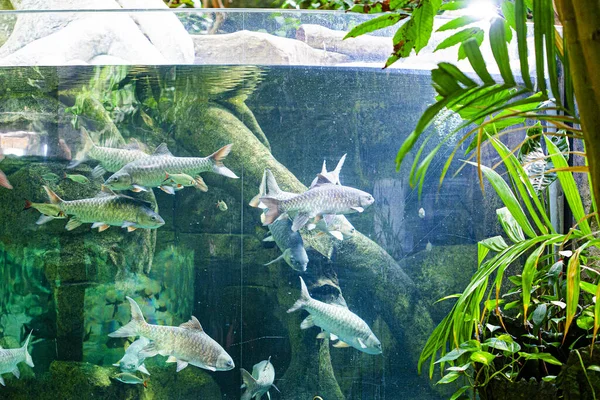 Duże Akwarium Oceanarium Wyspie Langkawi Malezja — Zdjęcie stockowe