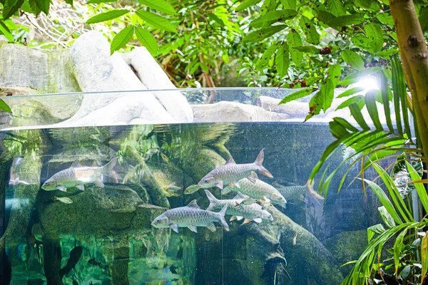 Duże Akwarium Oceanarium Wyspie Langkawi Malezja — Zdjęcie stockowe