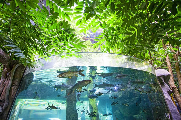 Grand Aquarium Dans Océanarium Île Langkawi Malaisie — Photo