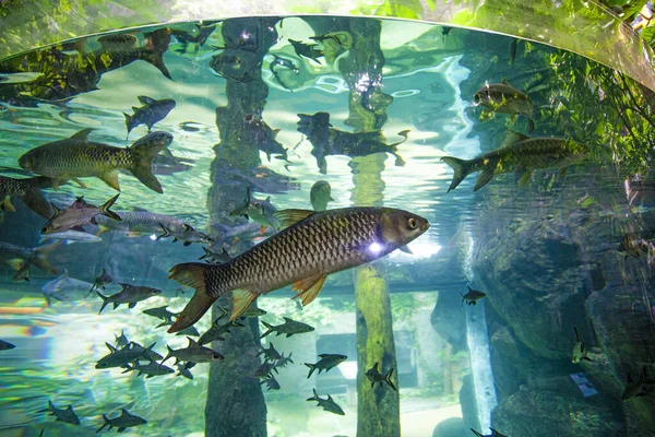 Stort Akvarium Oceanarium Langkawi Malaysia — Stockfoto