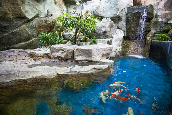 Karpfen Pong Garten Langkawi Ozeanarium Malaysia — Stockfoto