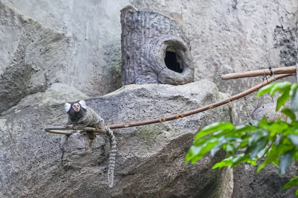 Marmoset Langkawi Oceanarium Maleisië — Stockfoto