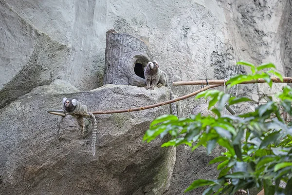 Marmoset Langkawi Oceanarium Maleisië — Stockfoto