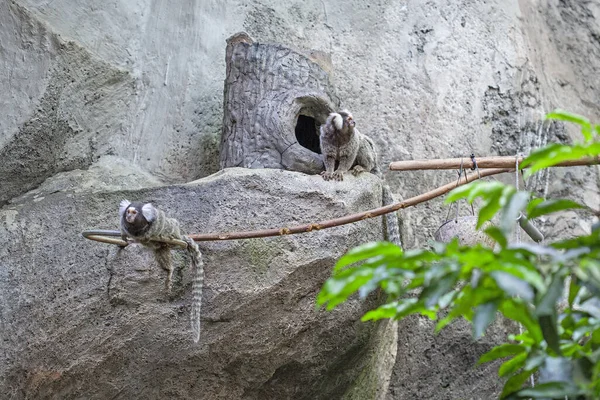 Marmoset Langkawi Oceanarium Maleisië — Stockfoto