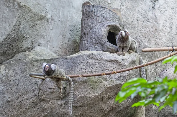 Marmoset Langkawi Oceanarium Maleisië — Stockfoto