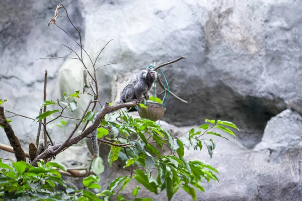 Marmoset Commun Langkawi Oceanarium Malaisie — Photo