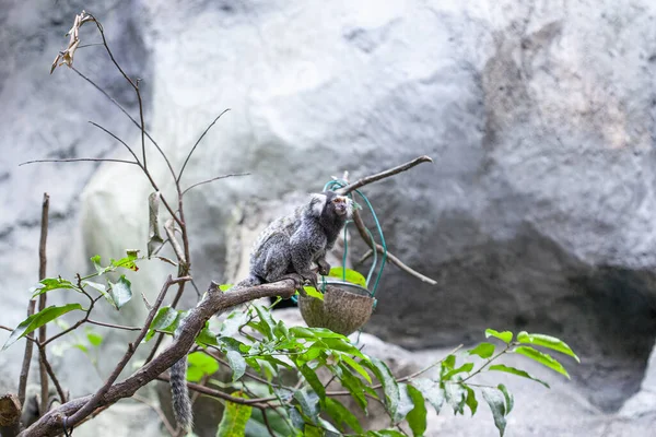 Marmoset Langkawi Oceanarium Maleisië — Stockfoto