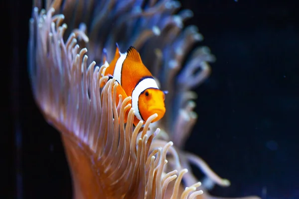 水族馆里鲜亮橙色的小丑鱼 — 图库照片