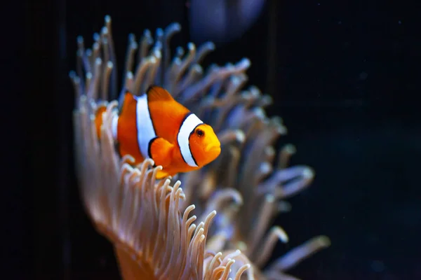 水族馆里鲜亮橙色的小丑鱼 — 图库照片