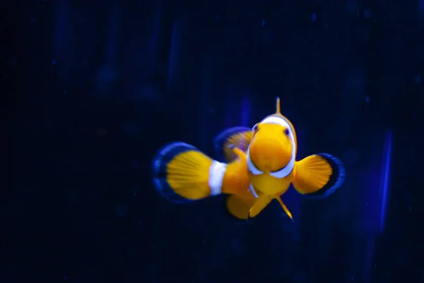 Яскрава Помаранчева Клоунна Риба Акваріумі — стокове фото