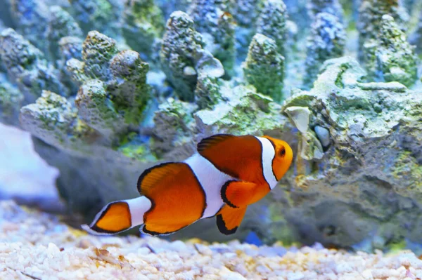 水族馆里鲜亮橙色的小丑鱼 — 图库照片