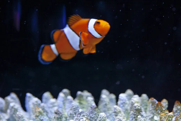 水族館で明るいオレンジ色のピエロ魚 — ストック写真