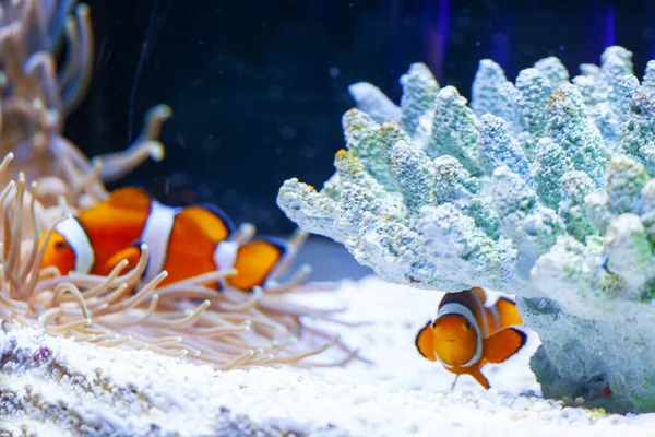 Peces Payaso Naranja Brillante Acuario — Foto de Stock