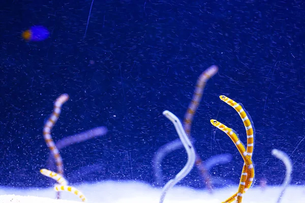 蓝色底色水族馆中明亮的水虫 — 图库照片