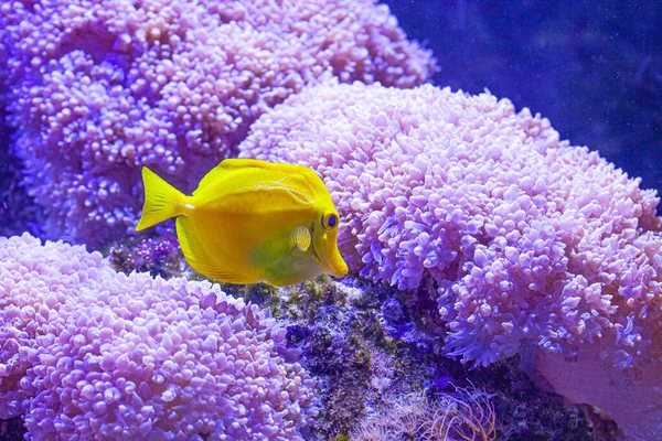 Hermoso Pez Acuario Agua Salada Cebrasoma — Foto de Stock