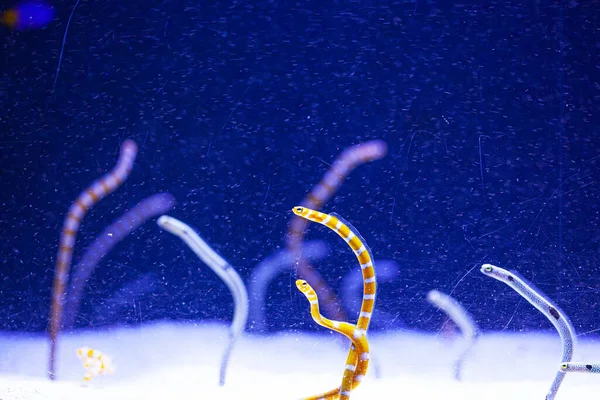 蓝色底色水族馆中明亮的水虫 — 图库照片