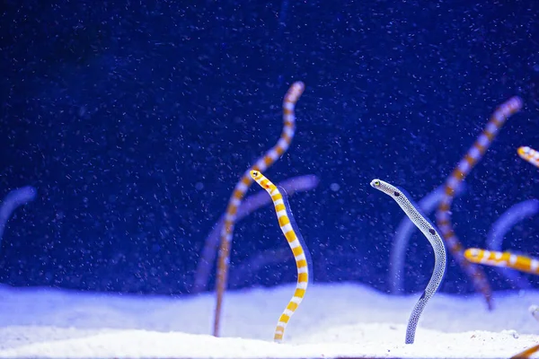 Gusanos Agua Brillante Acuario Fondo Azul — Foto de Stock