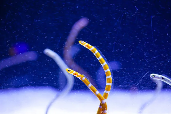 Gusanos Agua Brillante Acuario Fondo Azul — Foto de Stock