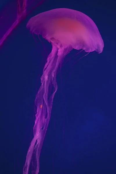 Jasnoróżowa Meduza Niebieskim Tle — Zdjęcie stockowe
