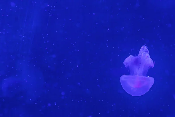 Jasnoróżowa Meduza Niebieskim Tle — Zdjęcie stockowe