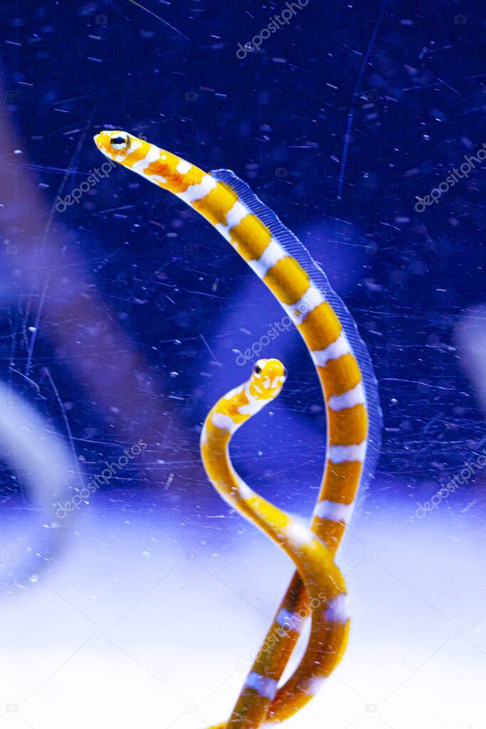 Bright water worms in aquarium , blue background