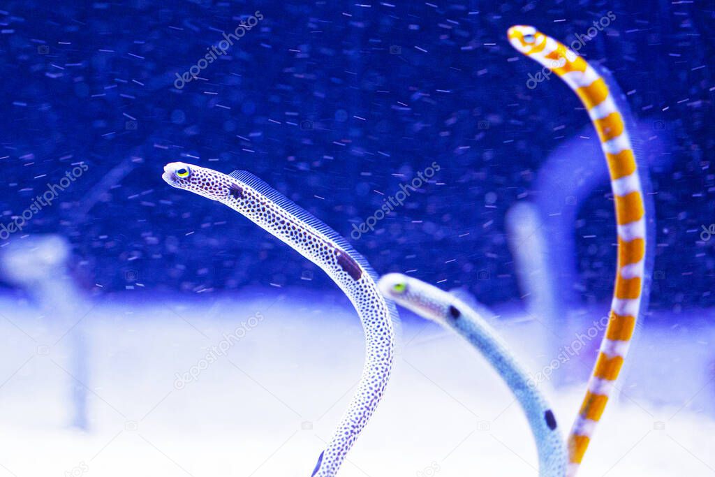 Bright water worms in aquarium , blue background