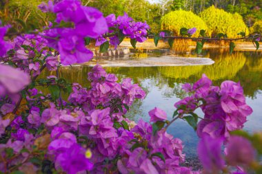 Pembe bougainvillea çiçekleri, Malezya 'daki Kuah, Langkawi adasında, parktaki gölün yanında.