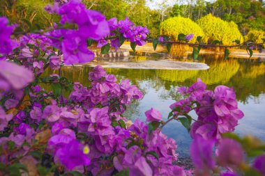 Pembe bougainvillea çiçekleri, Malezya 'daki Kuah, Langkawi adasında, parktaki gölün yanında.