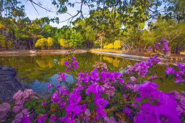 Pembe bougainvillea çiçekleri, Malezya 'daki Kuah, Langkawi adasında, parktaki gölün yanında.