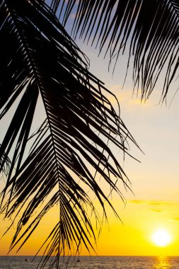 Palmiyeler ve günbatımı gökyüzü Malezya 'daki Langkawi adasında çekildi.