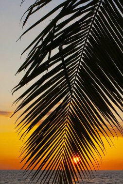 Palmiyeler ve günbatımı gökyüzü Malezya 'daki Langkawi adasında çekildi.