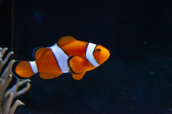 Leuchtend Orangefarbene Clownfische Aquarium — Stockfoto