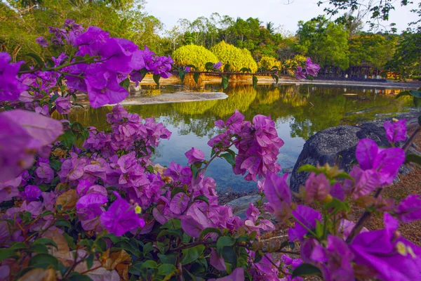 Flores Buganvillas Rosadas Cerca Del Lago Parque Kuah Isla Langkawi — Foto de Stock