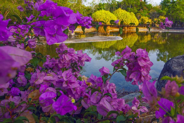 Rosa Bougainvillea Blüten Der Nähe Des Sees Park Kuah Insel — Stockfoto