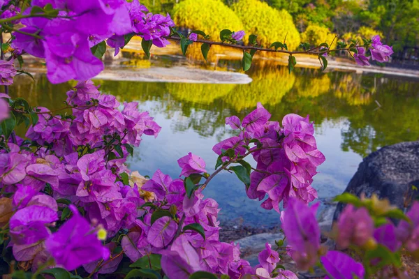 Rosa Bougainvillea Blüten Der Nähe Des Sees Park Kuah Insel — Stockfoto