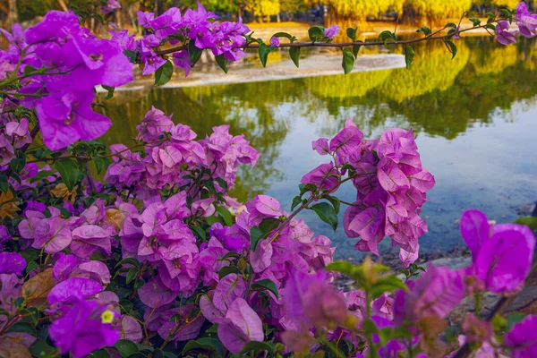 Flores Buganvillas Rosadas Cerca Del Lago Parque Kuah Isla Langkawi — Foto de Stock