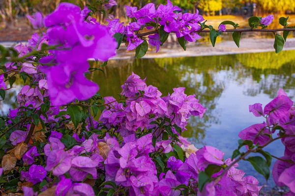 Różowe Kwiaty Bougainvillea Pobliżu Jeziora Parku Kuah Wyspa Langkawi Malezja — Zdjęcie stockowe