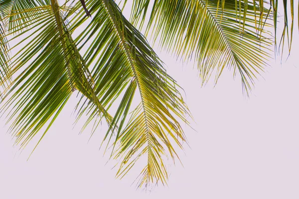 Зеленые Листья Кокосовой Пальмы Светлом Фоне — стоковое фото
