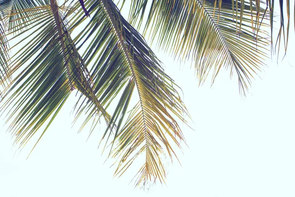 Grüne Kokospalmenblätter Auf Dem Hellen Hintergrund — Stockfoto