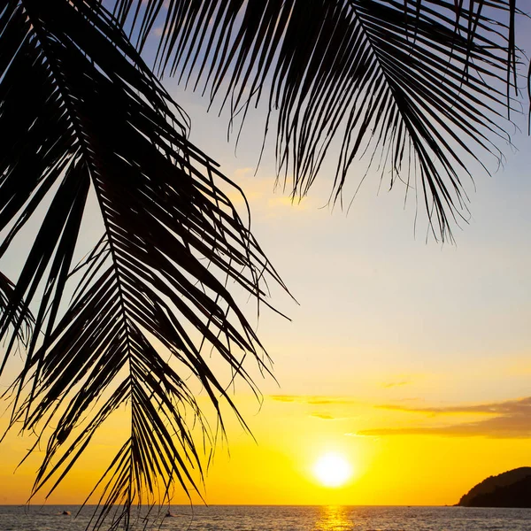 Palmeras Cielo Del Atardecer Isla Langkawi Malasia —  Fotos de Stock